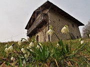 27 Campanelle (Leucjum vernum)